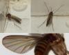 Rymosia sp.